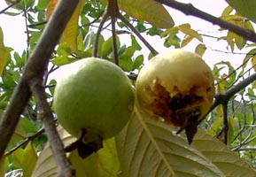 Goyaves