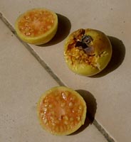 Goyaves