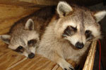 Racoons