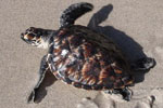Tortue