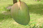 Mangue Julie