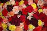 Les Roses