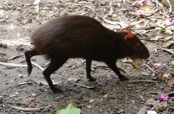 Agouti