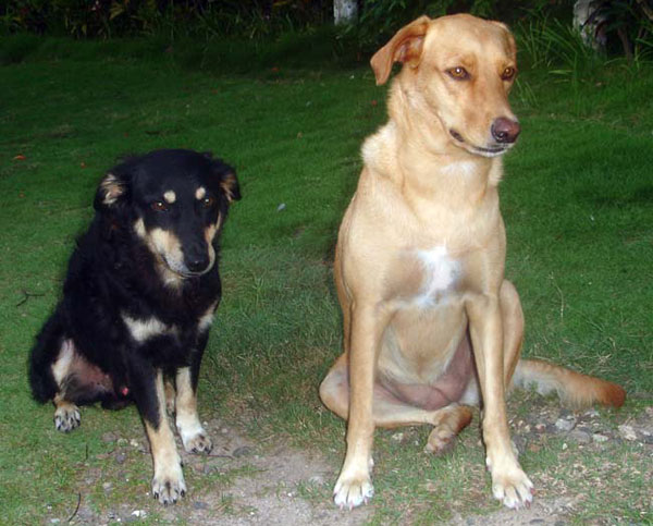 Mahault et Socrate
